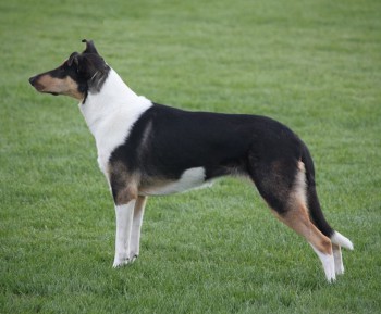 Grand CH SK,SK CH, HU CH, SK Puppy CH, Junior CH SK, Mighty´s Spring Meadow Pia Pixie